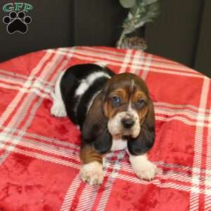 Sandy, Basset Hound Puppy